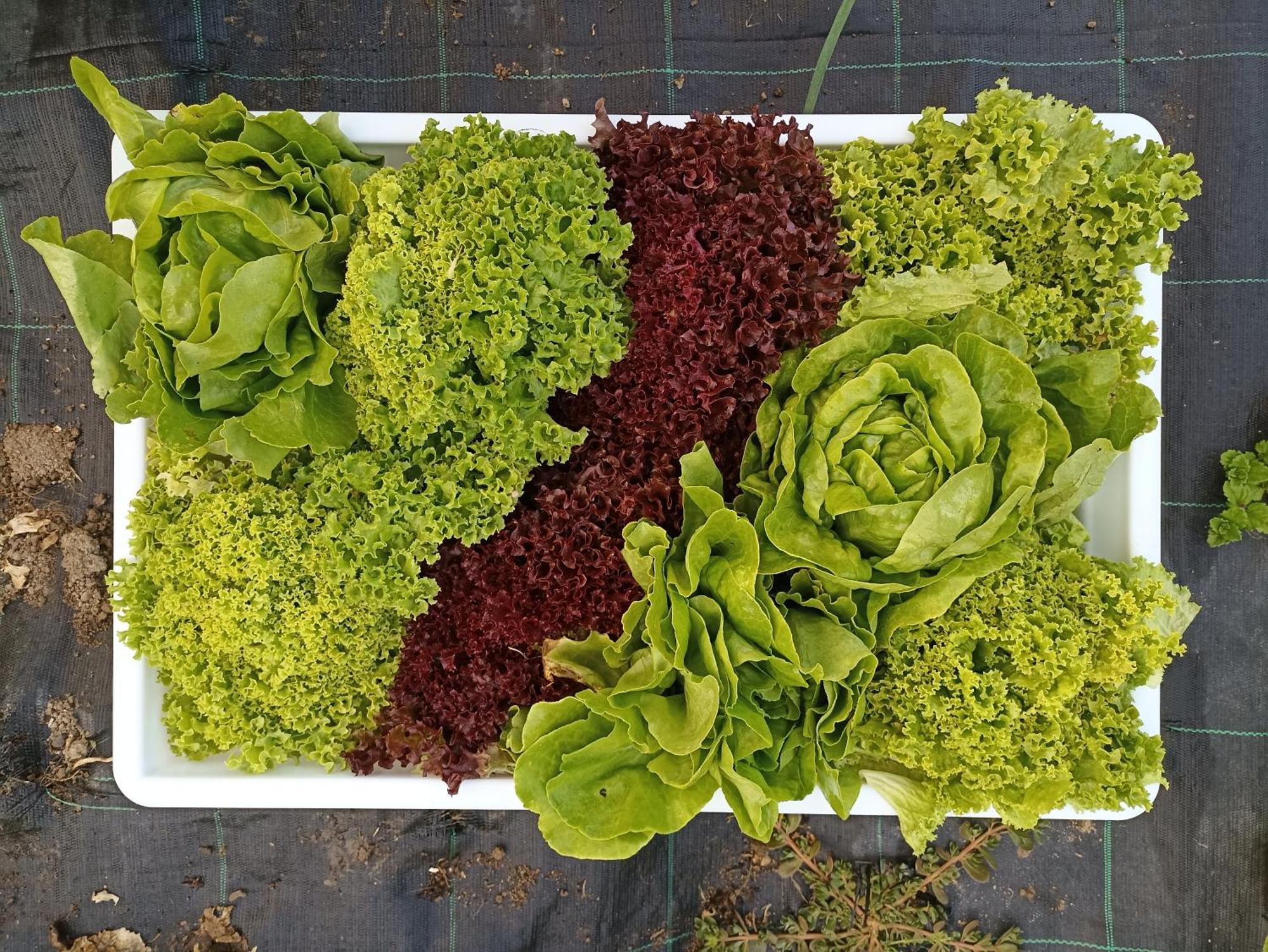 Agriturismo Cascina Cornella Cremeno Eksteriør bilde